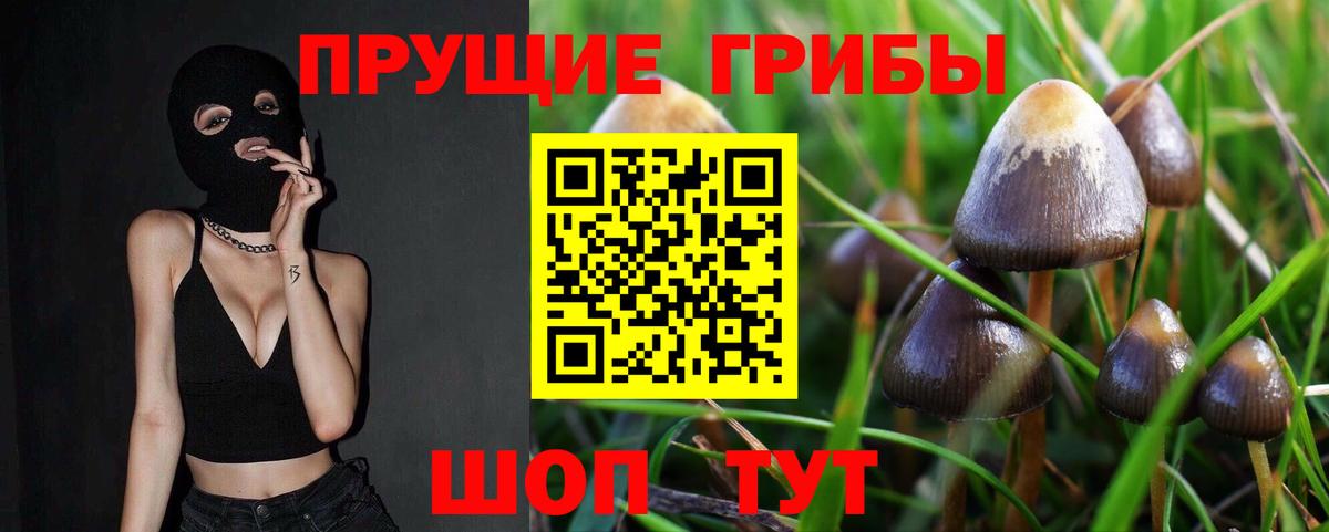 Псилоцибиновые грибы Psilocybine cubensis  Большой Камень 